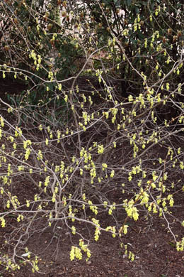 Corylopsis spicata - lískovníček klasnatý 